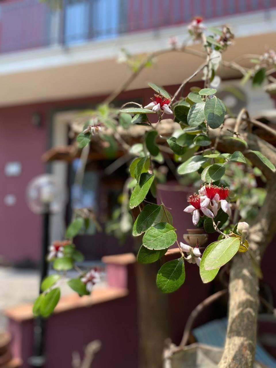 Agriturismo Etna-Mare Piedimonte Etneo Zewnętrze zdjęcie